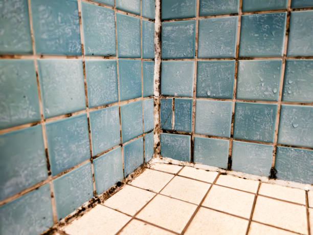 Best Commercial Mold Inspection  in Buffalo, MN