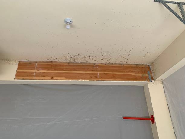 Best Mold Remediation for Rental Properties  in Buffalo, MN