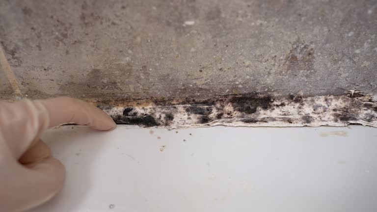 Best Environmental Consulting for Mold Prevention  in Buffalo, MN